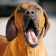 Torsione dello stomaco nel Rhodesian Ridgeback